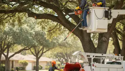 Cincinnati, OH arborist pruning trees for safer, healthier landscapes