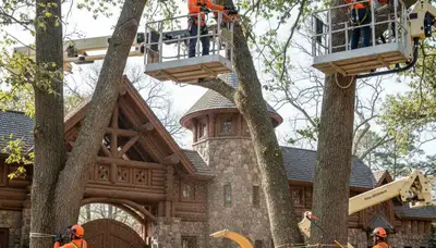 Tree service crew removing a tree in Cincinnati, OH with professional equipment