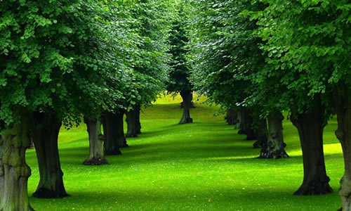 Tree Removal O'fallon Mo